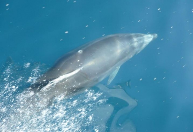  delfini in mare 
